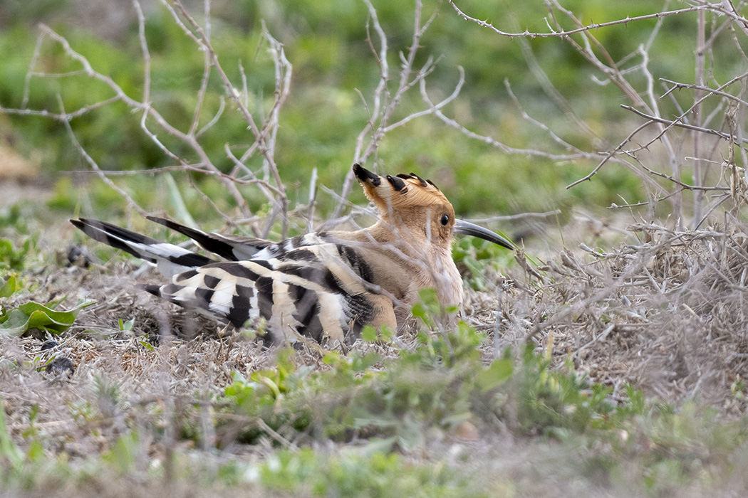 Eurasian Hoopoe